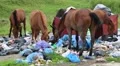 Horses eating household refuse at the dump HD Footage