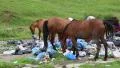 Horses eating household refuse at the dump HD Footage