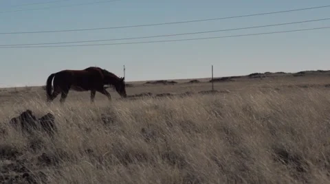 Horses Eating in Open Desert Fields Stock Footage 50441602