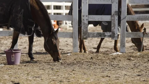 Horses eating at the ranch 動画素材 106598620