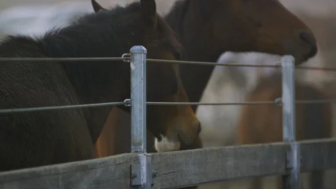 Horses eating in a ranch Stock Footage 107244049