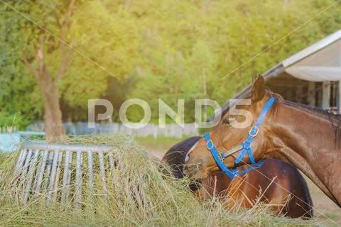 Horses eating rice straw at horse farm in evening Stock Photos
