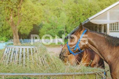 Horses eating rice straw at horse farm in evening Stock Photos
