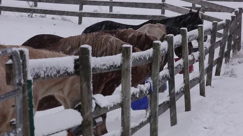 Horses eating in Snow Stock Footage 71151267
