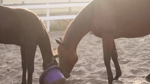 Horses eating in stable yard Video stock 40667911