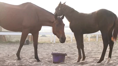 Horses eating in stable yard Video stock 40667932