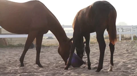 Horses eating in stable yard Vídeos de archivo 40667945