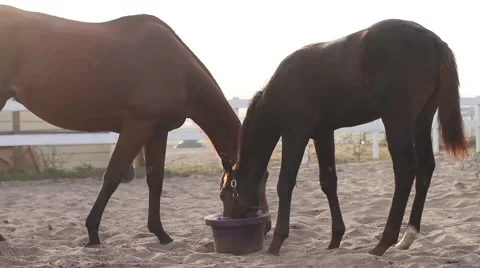 Horses eating in stable yard Stock-Footage 40667948