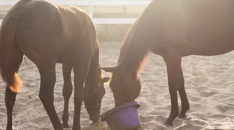 Horses eating in stable yard Video stock 40667949