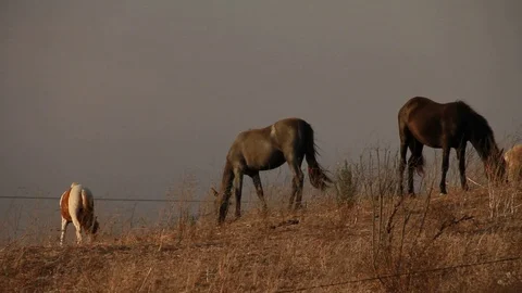 Horses eating together Stock Footage 109171488