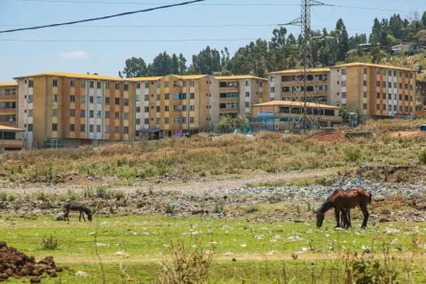 Horses eating waste Addis Abeba Ethiopia Stock Photos