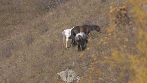 Horses eats a dry grass on the hillside. Alkhanay National Park Stock Footage 269447411