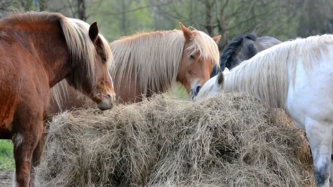 Horses eats grass. Stock Footage 74830811