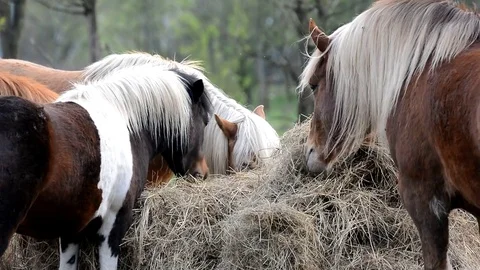 Horses eats grass. Stock Footage 74830818