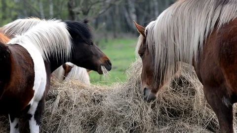 Horses eats grass. Stock Footage 74830821