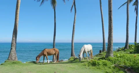 Horses eats green grass in tropical island next to ocean. Stock Footage 220958397