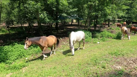 Horses at the edge of the forest Video stock 242565826