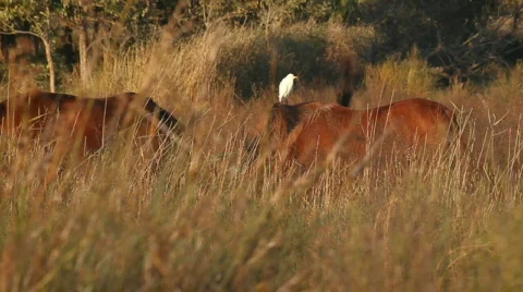 Horses with an egret 库存影片 539942