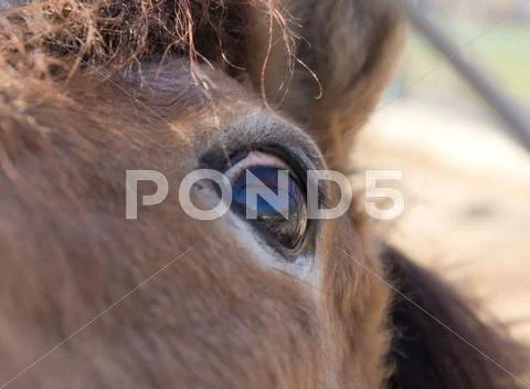 Horses in the enclosure with curious eyes Stock Photos