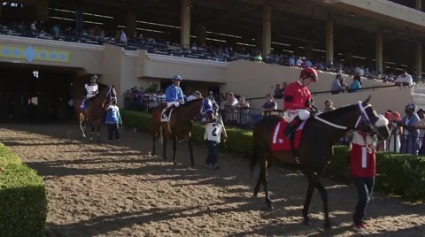 Horses enter track Stock Footage 49560370