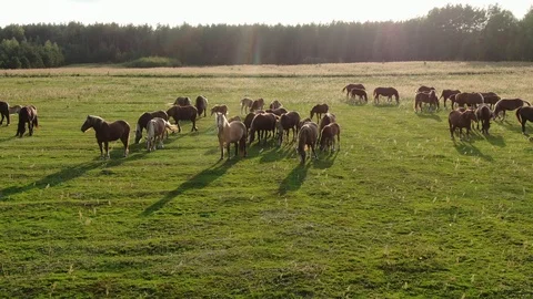 Horses at evening Stock Footage 115963076
