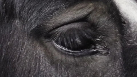 Horse's Eye Blinking  Video stock 74587959