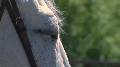 A horse's eye; close-up Stock Footage 76127426