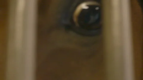 Horse's Eye 動画素材 67391190