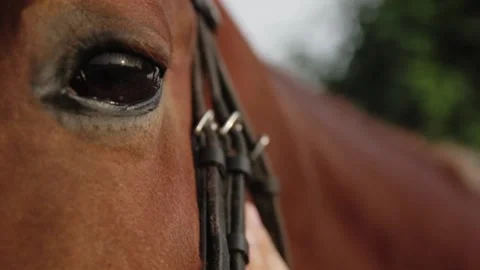 Horse's eye Stock Footage 146575429