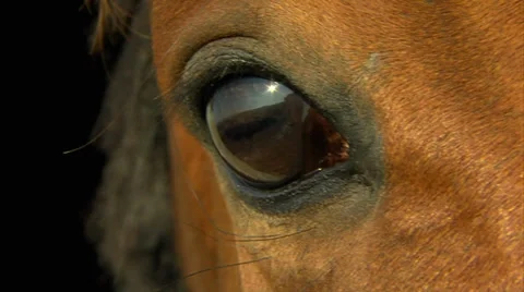 Horse's eye in macro 库存影片 39085539