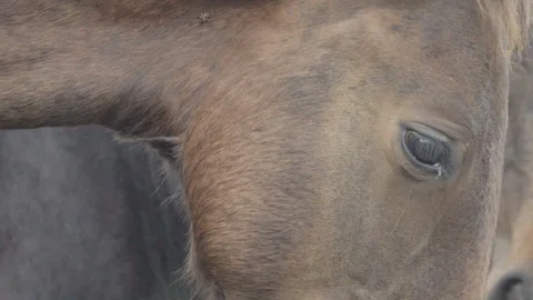 Horse's eye macro Stock Footage 128189706