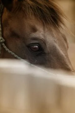 Horses eye Stock Photos