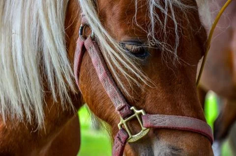A horses Eye Foto stock