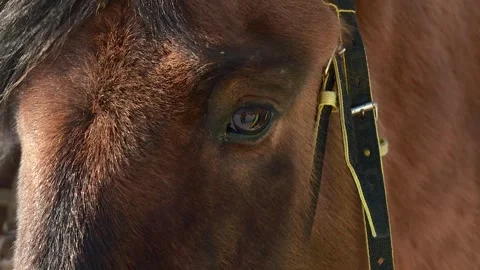 The horse's eyes are large when its owner is petting it Stock Footage 336848646