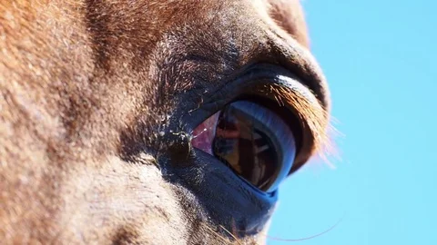 The horse's eyes Stock Footage 82983987