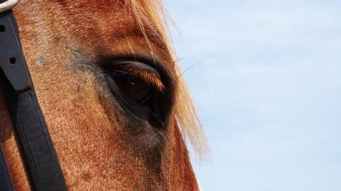 The horse's eyes Stock Footage 82984111
