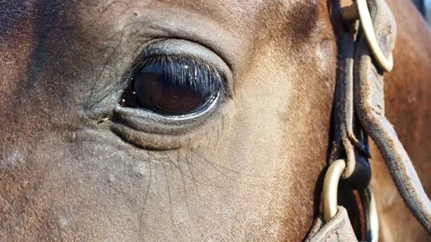 The horse's eyes Stock Footage 82984181