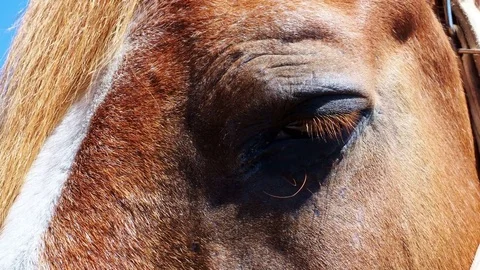 The horse's eyes Stock Footage 82984286