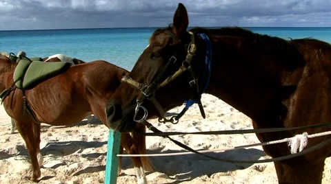 Horses face on a beach Stock Footage 53769067
