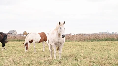 Horses face danger when grazing in depleted fields, suffering from poor Stock Footage 305651754