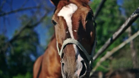 The horse's face is shot close-up Stock Footage