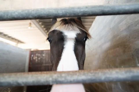 Horses Face with White Patch 스톡 사진