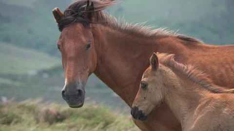 Horses facing the mountain wind in slow motion - 196 Stock Footage 310323635