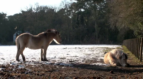 Horses in a Farm Field (1/3) Stock Footage 2192547