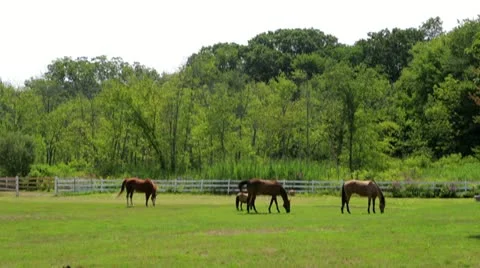 Horses on a Farm Stock Footage 19048162