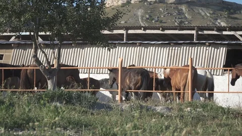 Horses on the farm Stock Footage 90953417