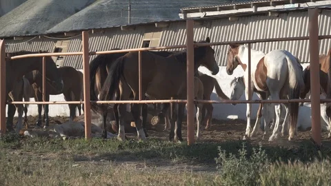 Horses on the farm Stock Footage 90953549