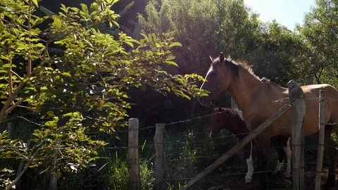 Horses on farm Stock Footage 92655219