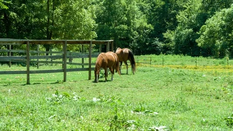 Horses on farm 스톡 동영상 93187728