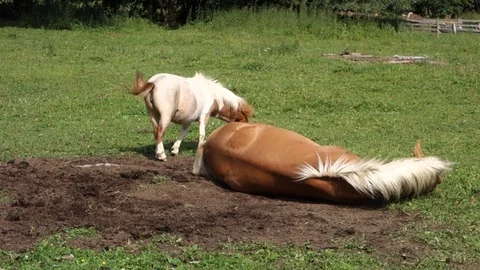 Horses on the farm Stock Footage 107745213